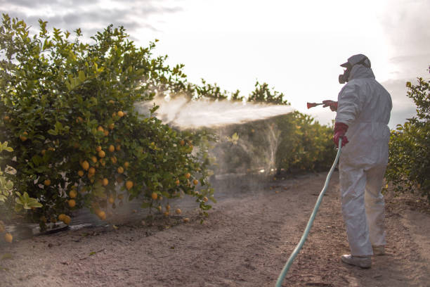 Best Pest Control for Homes  in Buenaventura Lakes, FL