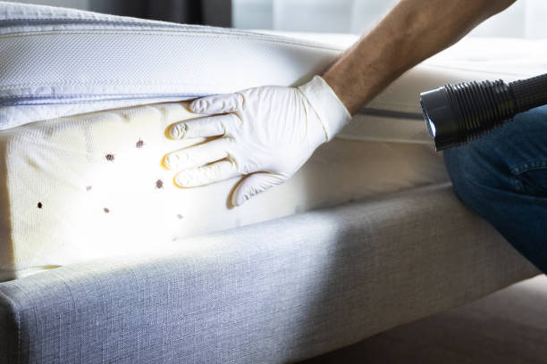 Best Termite Control Services  in Buenaventura Lakes, FL