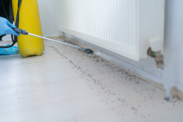 Best Pest Control Near Me  in Buenaventura Lakes, FL